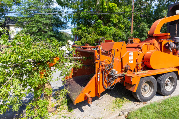 Best Tree Removal Near Me  in Inglewood, CA